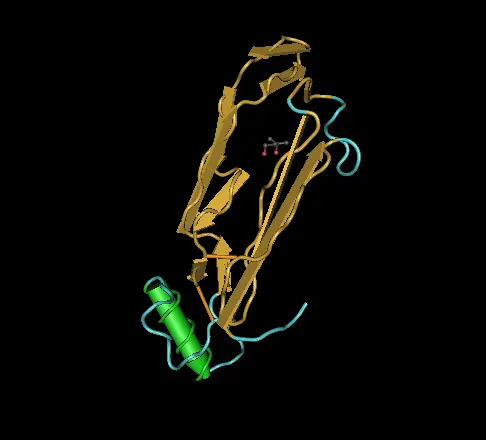 [Y00421H-10µg] BMP-2 (10 µg)